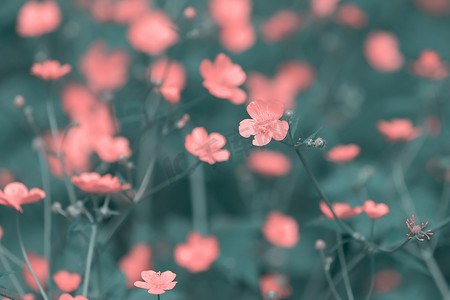 鹅掌摄影照片_沼泽万寿菊春天的第一朵花