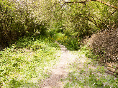 春天的树摄影照片_春天的小径通道徒步小径穿过树林草甸野流