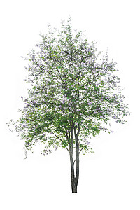 树 (紫薇) 孤立在白色背景