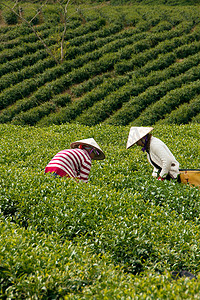 两个采茶工（茶工）在茶树上采摘茶叶（叶子）