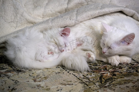 两只白色小猫在睡觉特写彩色低光