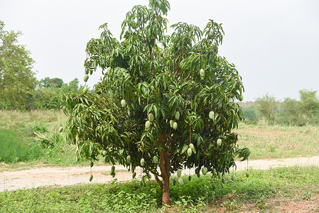 芒果树 — 垂悬在树上的未加工的绿色芒果与叶子背景