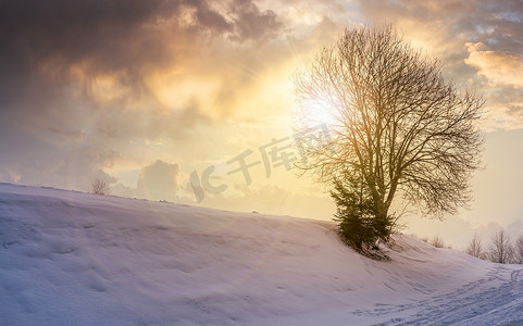 日落时雪坡上光秃秃的树