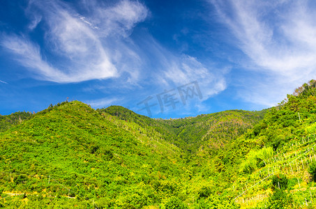 青山上有葡萄园灌木和树木，蓝天上透明白云复制空间背景