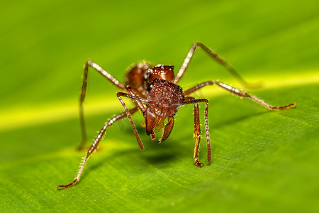 子弹蚁摄影照片_Paraponera clavata，又名子弹蚁，哥斯达黎加托尔图盖罗山
