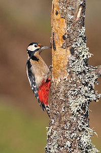 大斑点啄木鸟栖息在一根圆木上。