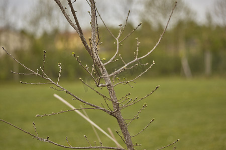 光秃秃的树枝摄影照片_一个简单的光秃秃的树枝