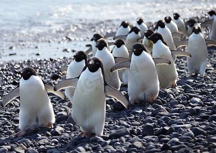 五一出游记摄影照片_一群美丽的企鹅
