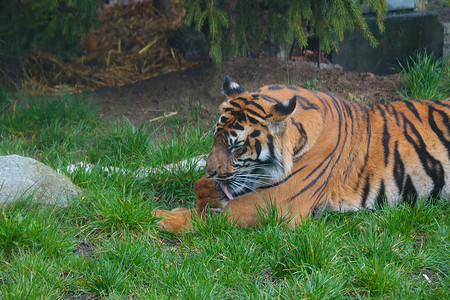 老虎躺在草地上舔它的爪子。