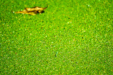 蚊子蕨有绿色和黄色，落叶在水面上
