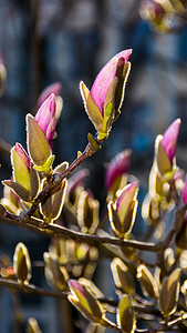 玉兰树摄影照片_春天的玉兰树开花