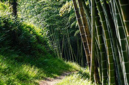 下午佐治亚州有竹树的雨林丛林