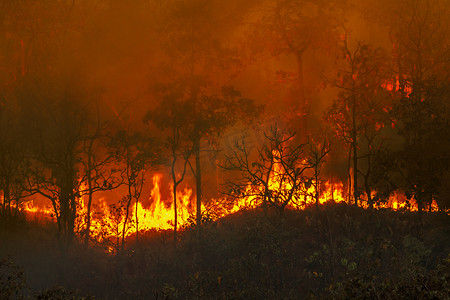 燃烧摄影照片_雨林火灾是人类造成的燃烧