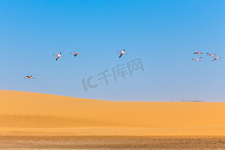 纳米比亚卡拉哈里沙漠沙丘上飞翔的粉色火烈鸟