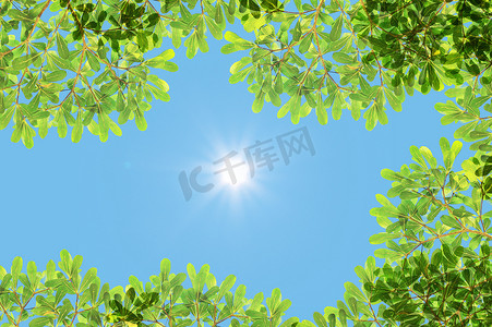 抽象太阳摄影照片_绿叶和阳光