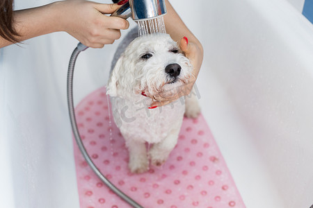 狗洗澡摄影照片_一个女孩在浴室给她的狗洗澡的特写镜头，她把淋浴间的水倒在她身上。