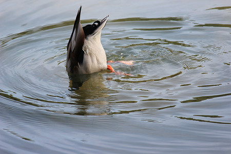 优雅的野鸭在深水中倒立游泳，泛着涟漪