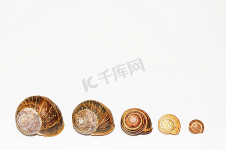 蜗牛壳摄影照片_空蜗牛壳的集合