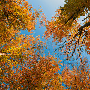 秋季彩色树顶