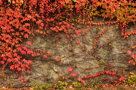 爬山虎背景墙摄影照片_石墙上有红叶的植物