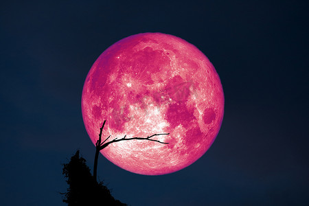 发芽小草摄影照片_满鱼月回到夜空中的剪影干树枝树上
