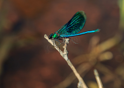 草蜻蜓摄影照片_草地上的蓝蜻蜓昆虫