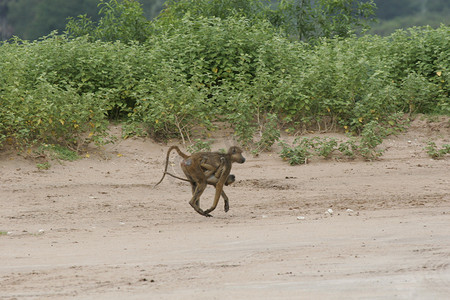 野生猴子摄影照片_野生猴子非洲野外哺乳动物