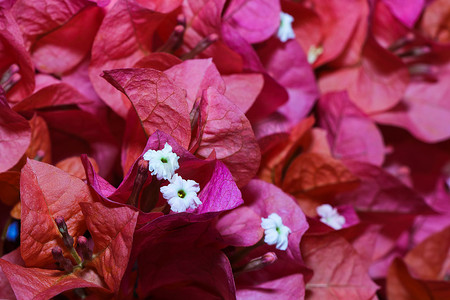 苞片摄影照片_带有鲜艳粉红色苞叶的春花（九重葛）