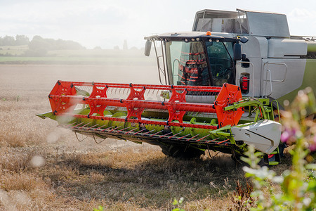 安全食品摄影照片_夏季用现代联合收割机收割小麦。