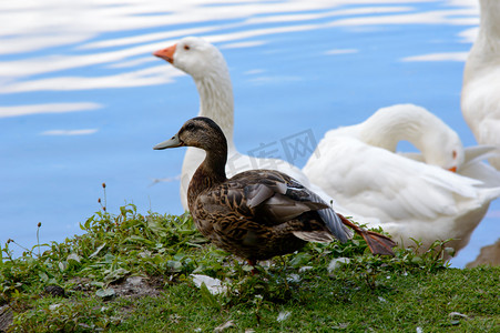 池塘里的白鹅和鸭子