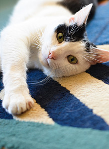 黑白猫躺在地毯上