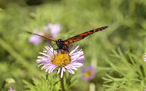 帝王蝶,danaus plexippus,在蝴蝶园里