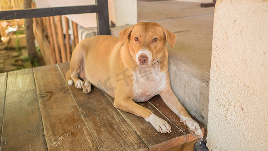 一只懒洋洋的红胖狗躺在房子的门槛上。