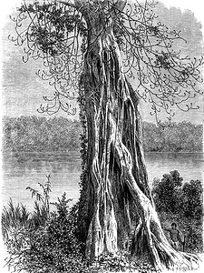Ovooonchoua，无花果树突出的肋骨，复古雕刻。