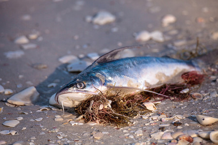 诺威摄影照片_赤潮导致鱼类被冲上岸死亡
