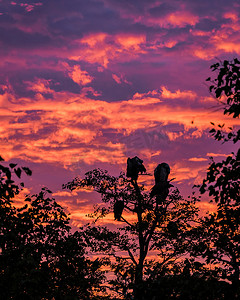南非克鲁格国家公园日落时，格里芬秃鹰在树上眺望