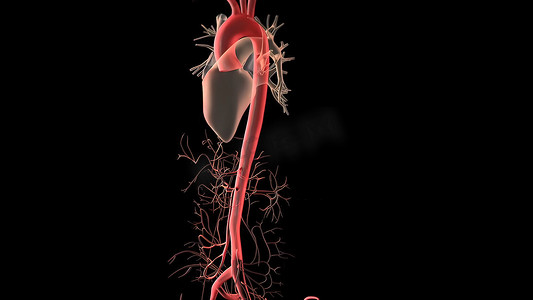 人体循环系统心跳解剖 3D 渲染概念。