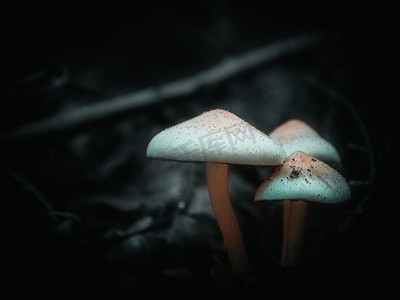 森林里湿树干上生长的野生蘑菇