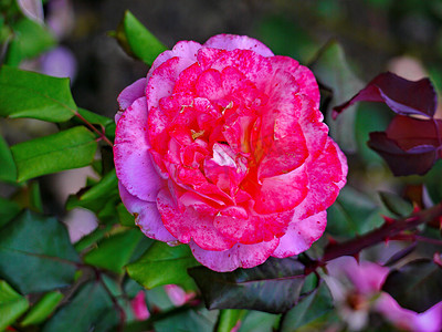 鲜粉色的茶玫瑰在有刺和绿叶的树枝上