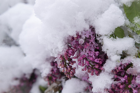 春天气候摄影照片_不合季节的春天降雪覆盖了丁香花蕾