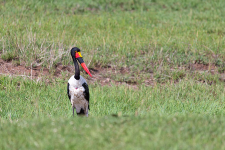黑红背景摄影照片_一只黑红金喙的鹳站在草丛中
