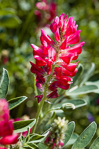 紫红色花卉摄影照片_苏拉（Sulla），赫迪萨斯王储