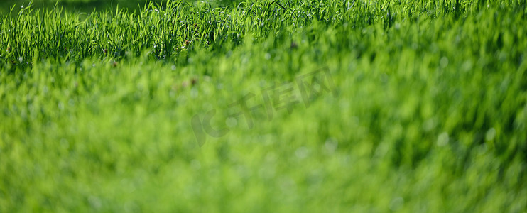banne摄影照片_春日，公园里绿草如茵的草坪，banne