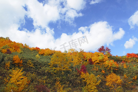 八市摄影照片_八幡平市的彩色树叶