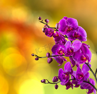 紫红色蝴蝶兰摄影照片_模糊背景上的紫色兰花花