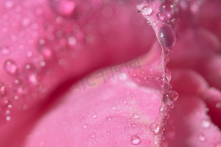 玫瑰花瓣上的水滴宏观背景