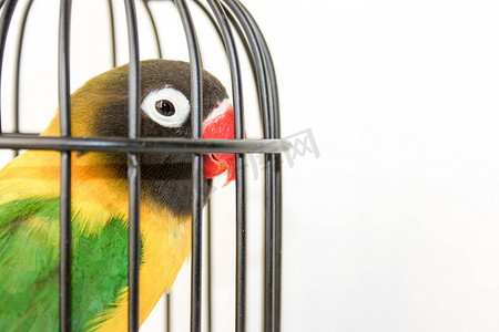 一只鹦鹉关在小笼子里。