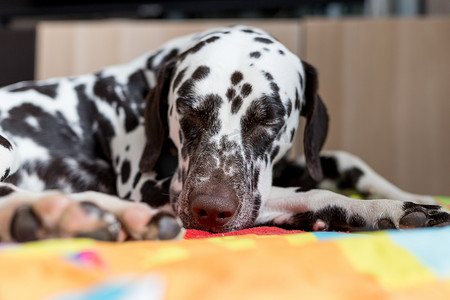在灯火通明的现代公寓里，达尔马提亚狗带着悲伤、无聊、放松、病态的表情睡在地毯上。达尔马提亚人在屋子里，有选择地聚焦