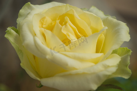 特写黄色渐变白玫瑰