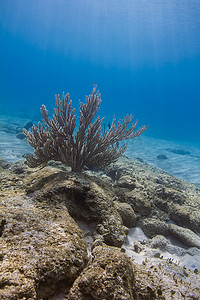 黑海杆珊瑚